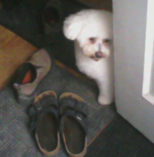 WAGS TO WHISKERS PET GROOMING Updated September 2024 1101 W Omaha