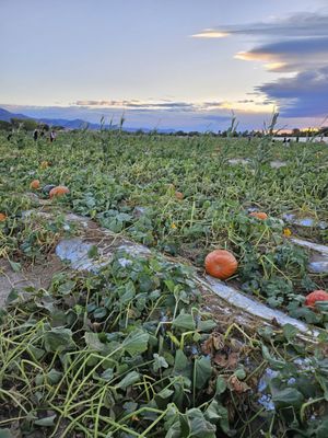 Gilcrease Orchard by null