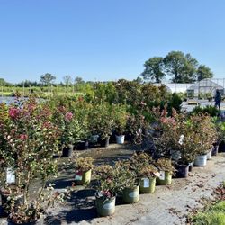 Click’s Nursery & Greenhouse