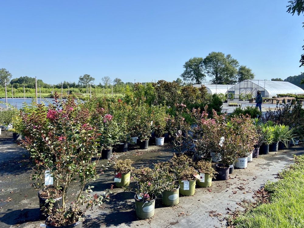 CLICK’S NURSERY & GREENHOUSE Updated July 2024 4181 Barefoot Rd