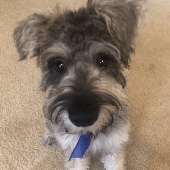Pure Grooming - Perfectly groomed face - Pet Groomers Near Me - Poway, California Pure Grooming - Perfectly groomed face - Pet Groomers Near Me - Poway, California