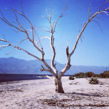 Salton Sea State Recreation Area - Lone tree covered in salt - Landmarks & Historical Buildings Near Me - Mecca, California Salton Sea State Recreation Area - Lone tree covered in salt - Landmarks & Historical Buildings Near Me - Mecca, California