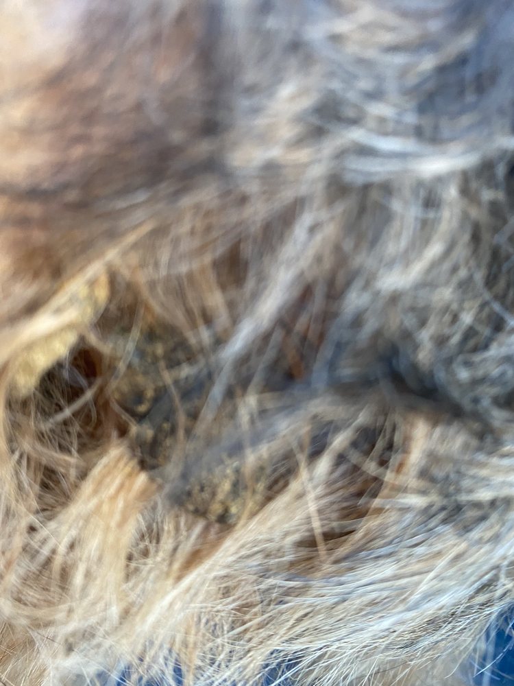 CALYPSO BOARDING KENNELS Updated September 2024 30 Photos & 41