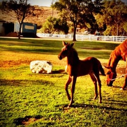 Heavenly Acres Ranch