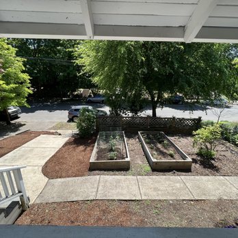 Black Roots - Before - Tree Services Near Me Black Roots - Before - Tree Services Near Me