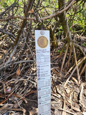 Waianapanapa State Park by null