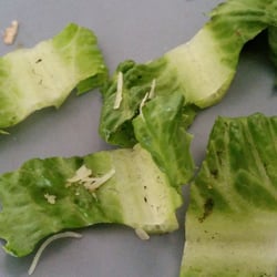 Sandy salad.. crunchy. ..