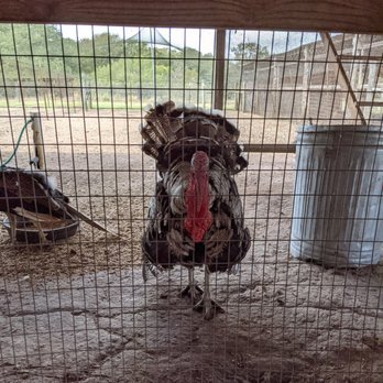 Crowes Nest Farm - Turkey - Attraction Farms Near Me - Manor, Texas Crowes Nest Farm - Turkey - Attraction Farms Near Me - Manor, Texas