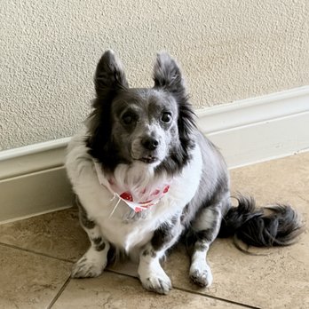 Foster Creek Veterinary Hospital - Myla - Veterinarians Near Me - Richmond, Texas Foster Creek Veterinary Hospital - Myla - Veterinarians Near Me - Richmond, Texas
