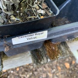 Mislabeled