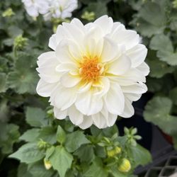 Valleyview Gardens