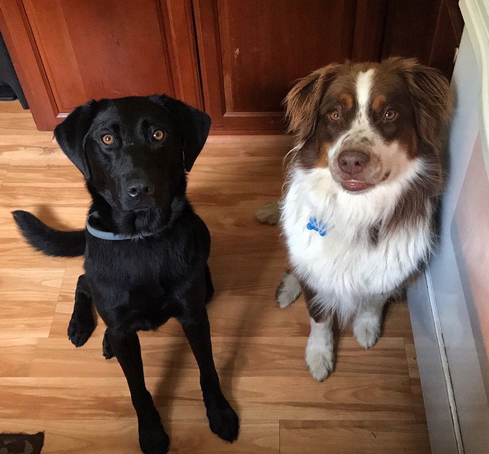 Liberty K-9 Image