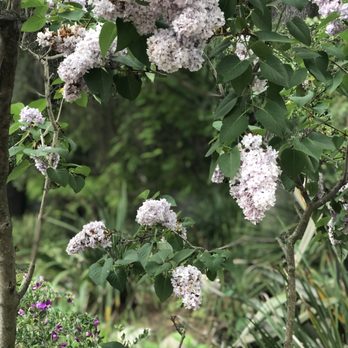 Descanso Gardens - Lilacs - Botanical Gardens Near Me - La Canada Flintridge, California Descanso Gardens - Lilacs - Botanical Gardens Near Me - La Canada Flintridge, California