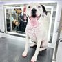 Photo of 210 Pet Grooming