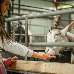 Cantef Adventure Farm - Meet the animals at Cantref Adventure Farm