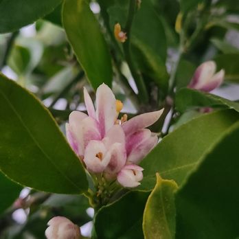 Plants Express - Nurseries & Gardening Near Me - Willow Springs, Missouri Plants Express - Nurseries & Gardening Near Me - Willow Springs, Missouri