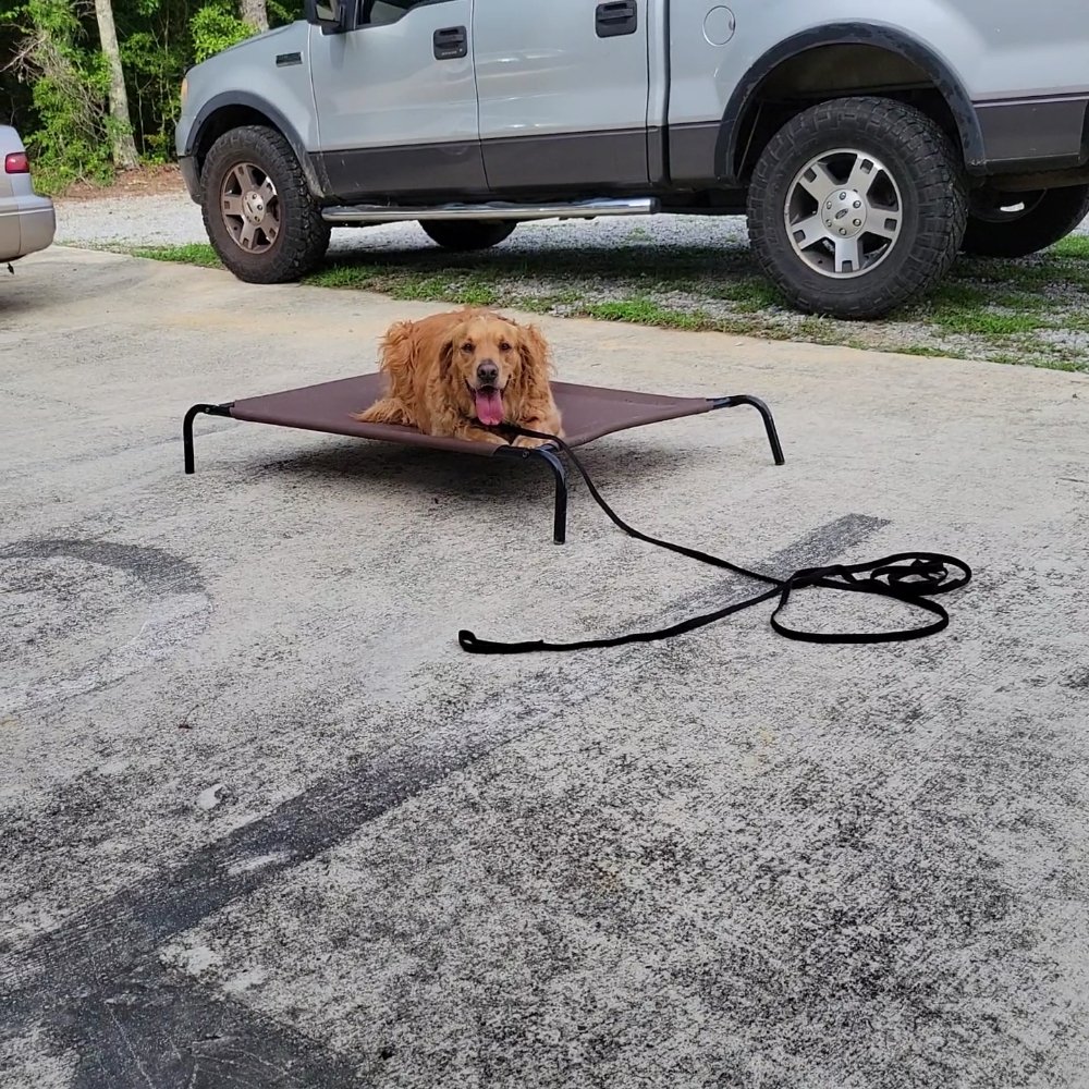 BULLYHOOD KENNEL Updated June 2024 13347 Veterans Memorial Hwy D