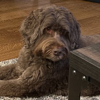 Pet Rush Inn - Pet Sitting Near Me - Burbank, California Pet Rush Inn - Pet Sitting Near Me - Burbank, California
