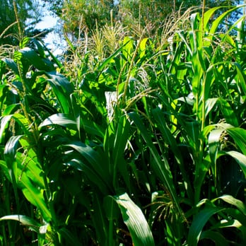 Besh-Ba-Gowah Archaeological Park - Healthy corn in the museum garden. - Parks Near Me - Globe, Arizona Besh-Ba-Gowah Archaeological Park - Healthy corn in the museum garden. - Parks Near Me - Globe, Arizona