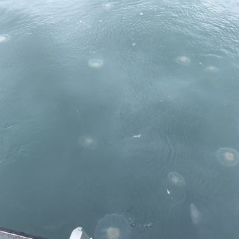 Major Marine Tours - Jellyfish - Boating Near Me - Seward, Alaska