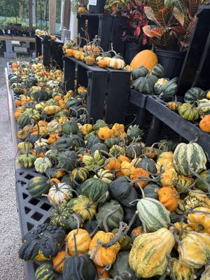 Garden Supply Company by null