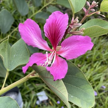 Chris Park - Hong Kong Orchid at Chris Park - Parks Near Me - San Antonio, Texas