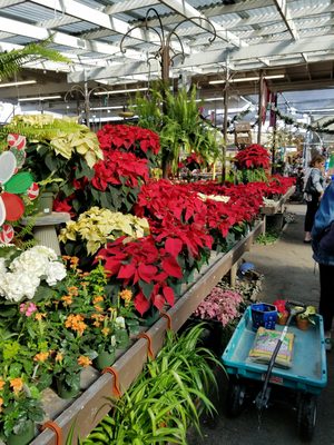 Green Thumb Nursery Canoga Park 21812 Sherman Way Green Thumb Nursery Canoga Park 21812