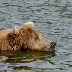 Alaska Ultimate Safaris - Swimming bear