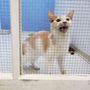 Photo of Save the Animals Foundation