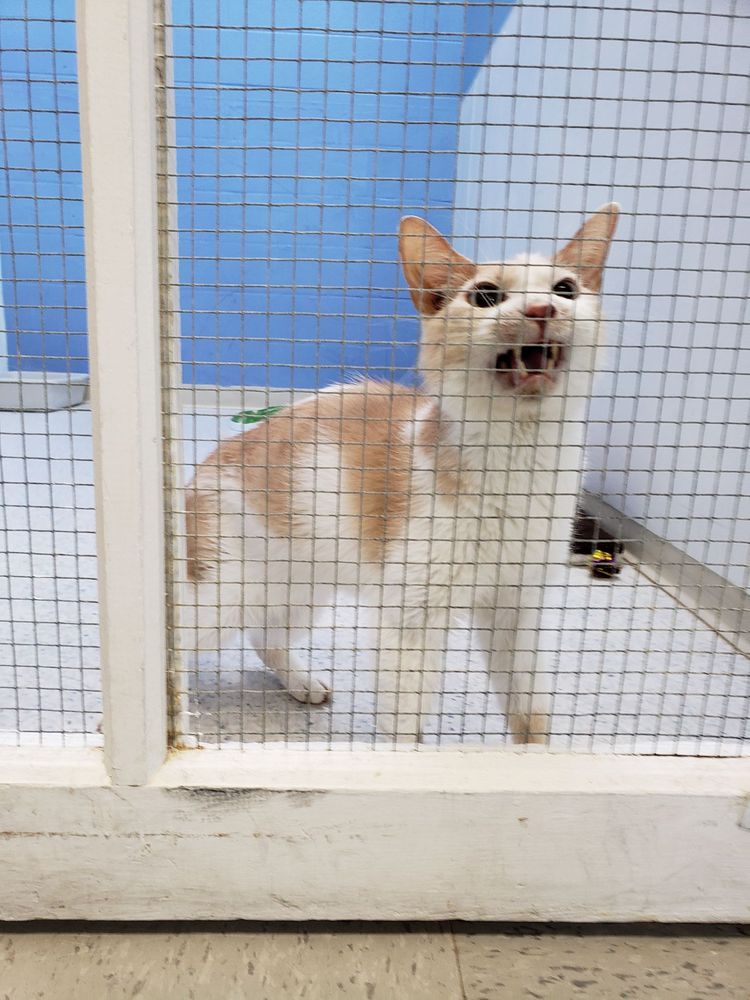 SAVE THE ANIMALS FOUNDATION Updated October 2025 47 Photos 64 Save the animals foundation updated october 2025 47 photos 64