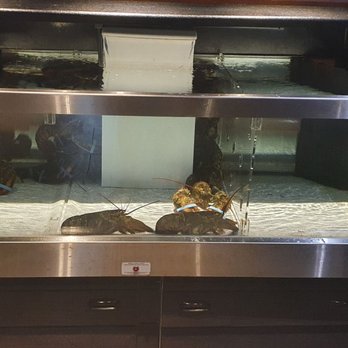 Red Lobster - Live lobster - Seafood Near Me - Thornhill, Ontario Red Lobster - Live lobster - Seafood Near Me - Thornhill, Ontario