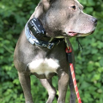 Ridgeside K9 - Pet Training Near Me - Bluemont, Virginia Ridgeside K9 - Pet Training Near Me - Bluemont, Virginia