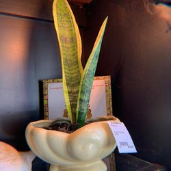 Elizabeth's At Hanes Park Giftly Email, Text or Print, 851