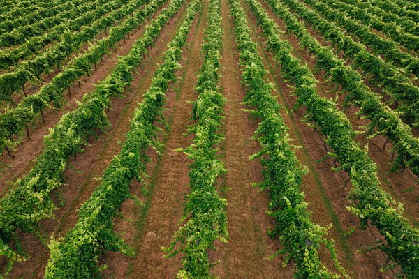 Four Winds Vineyard by null