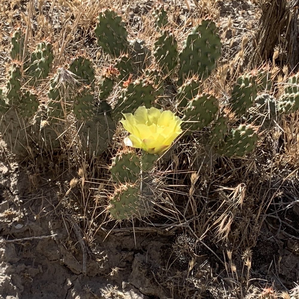 Dinosaur National Monument - Beautiful desert flower - Museums Near Me - Dinosaur, Colorado