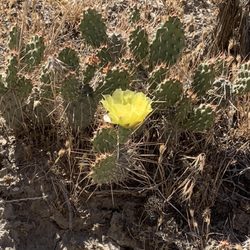 Dinosaur National Monument - Beautiful desert flower