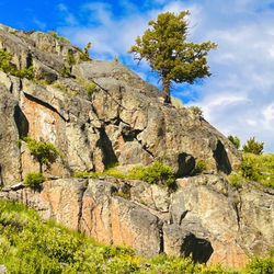 Old Faithful Inn Dining Room - Rocks and trees and trees and rocks