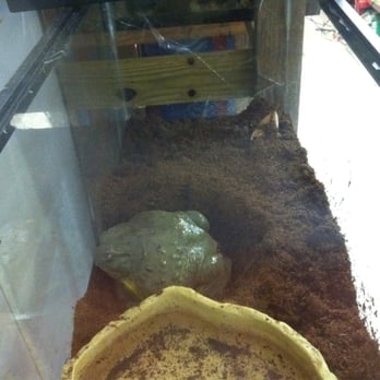 S & S Exotic Animals - Frog - Pet Stores Near Me - Houston, Texas