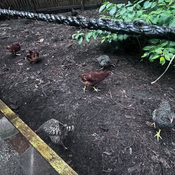 Island Farm - Chickens :) - Museums Near Me - Manteo, North Carolina Island Farm - Chickens :) - Museums Near Me - Manteo, North Carolina