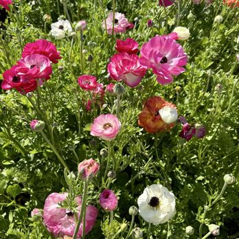The Flower Fields - Venues & Event Spaces Near Me - Carlsbad, California The Flower Fields - Venues & Event Spaces Near Me - Carlsbad, California