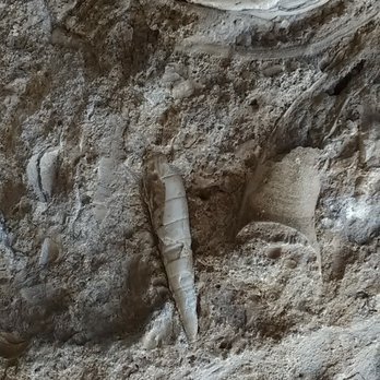 Seminole Canyon State Park - Fossils embedded into the limestone - Parks Near Me - Comstock, Texas Seminole Canyon State Park - Fossils embedded into the limestone - Parks Near Me - Comstock, Texas