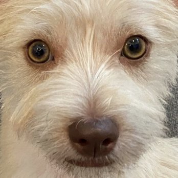 Good Karma Pet Spa - Some of the unevenness on her face. Her whole body is uneven to! - Pet Groomers Near Me - Allen, Texas