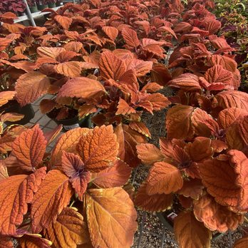 Decatur Garden Center - Nurseries & Gardening Near Me - Decatur, Texas Decatur Garden Center - Nurseries & Gardening Near Me - Decatur, Texas