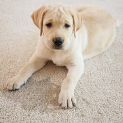 Alamo Chem-Dry - Pet Urine Removal Treatment in San Antonio