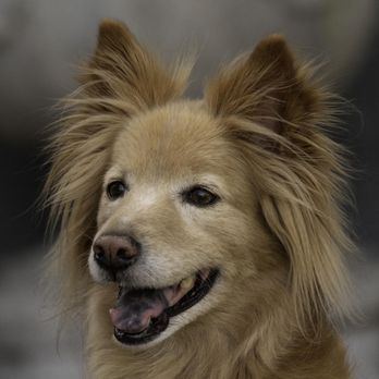 NeliPet - Pet Groomers Near Me - Aliso Viejo, California NeliPet - Pet Groomers Near Me - Aliso Viejo, California