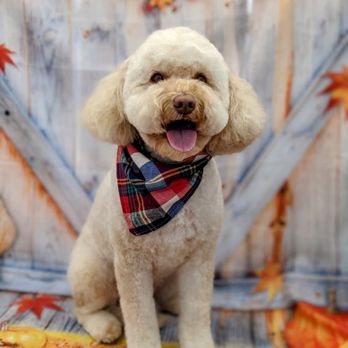 The Local Floof by Jessie - Pet Groomers Near Me - Bend, Oregon The Local Floof by Jessie - Pet Groomers Near Me - Bend, Oregon