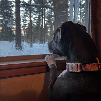 Fireside Lodge - Luna enjoying the view from our room - Hotels Near Me - South Lake Tahoe, California Fireside Lodge - Luna enjoying the view from our room - Hotels Near Me - South Lake Tahoe, California