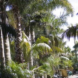 Natural Tree Products