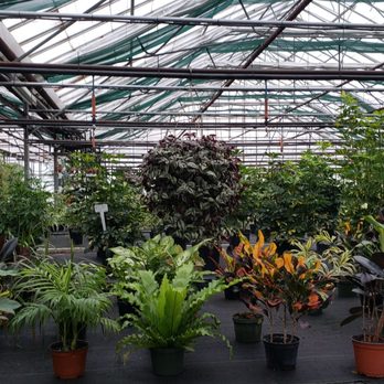 Sharples Greenhouses - Nursery on a February day - Florists Near Me - Mount Hope, Ontario Sharples Greenhouses - Nursery on a February day - Florists Near Me - Mount Hope, Ontario