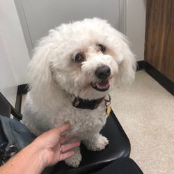 Spruce Creek Animal Clinic - Marsh at his appointment!